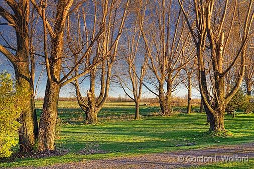 Bare Trees At Sunrise_09514.jpg - Photographed near Kilmarnock, Ontario, Canada.